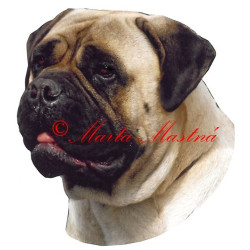 Samolepka bulmastif