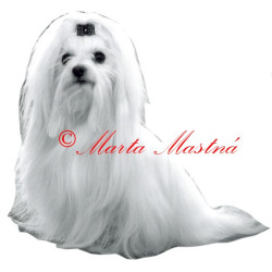 Samolepka maltézský psík