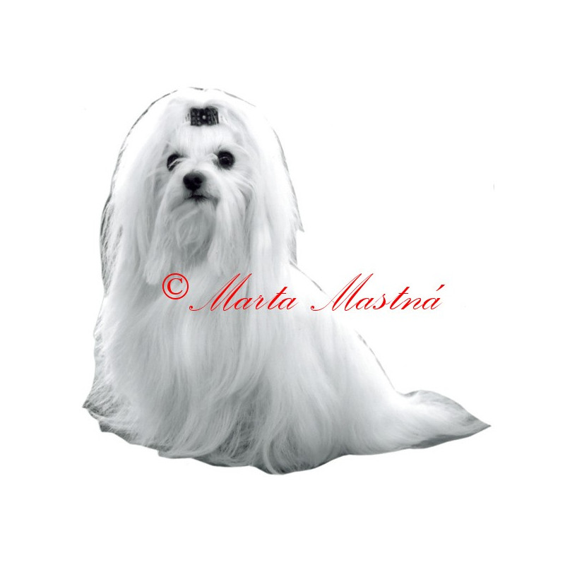 Samolepka maltézský psík