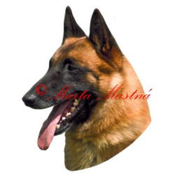 Samolepka belgický ovčák malinois