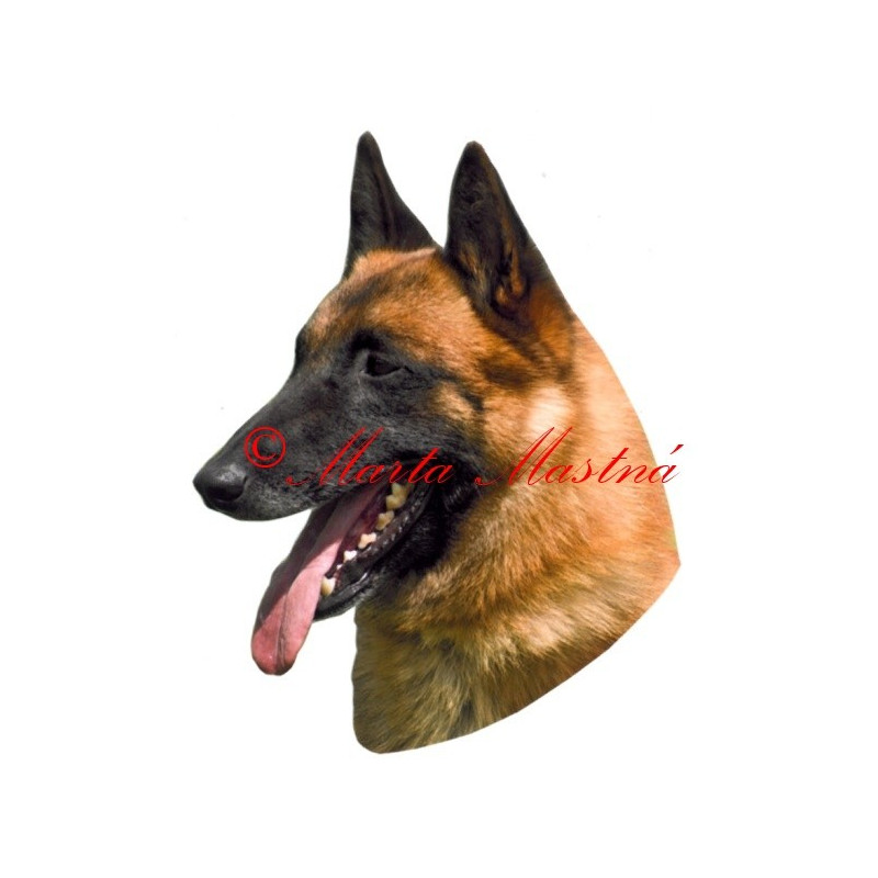 Samolepka belgický ovčák malinois