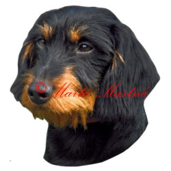 Samolepka jezevčík