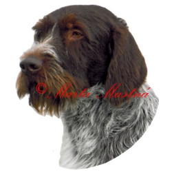 Samolepka český fousek, ohař