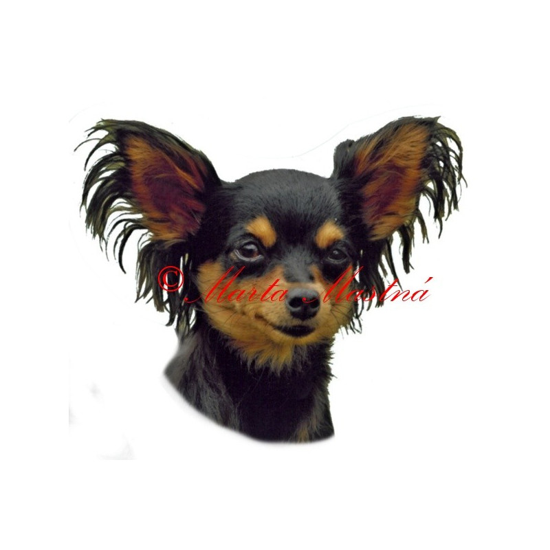 Samolepka pražský krysařík dlouhosrstý