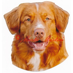 Samolepka kanadský retrívr, nova scotia duck tolling retriever