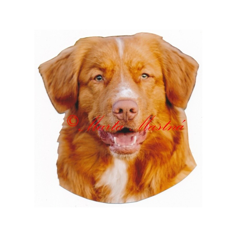 Samolepka kanadský retrívr, nova scotia duck tolling retriever