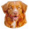 Samolepka kanadský retrívr, nova scotia duck tolling retriever