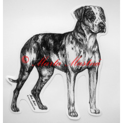 Catahoula louisiana leopard dog