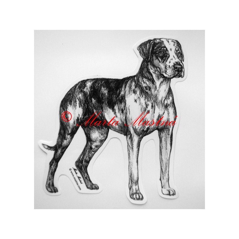 Catahoula louisiana leopard dog