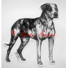 Catahoula louisiana leopard dog
