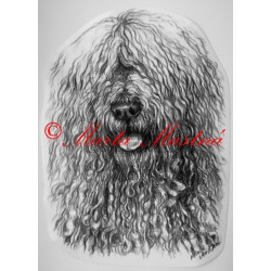 Samolepka komondorl - dvě velikosti