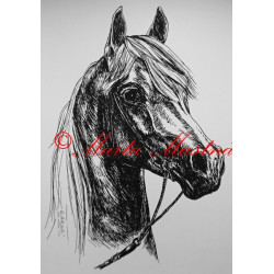 Samolepka kůň arabský