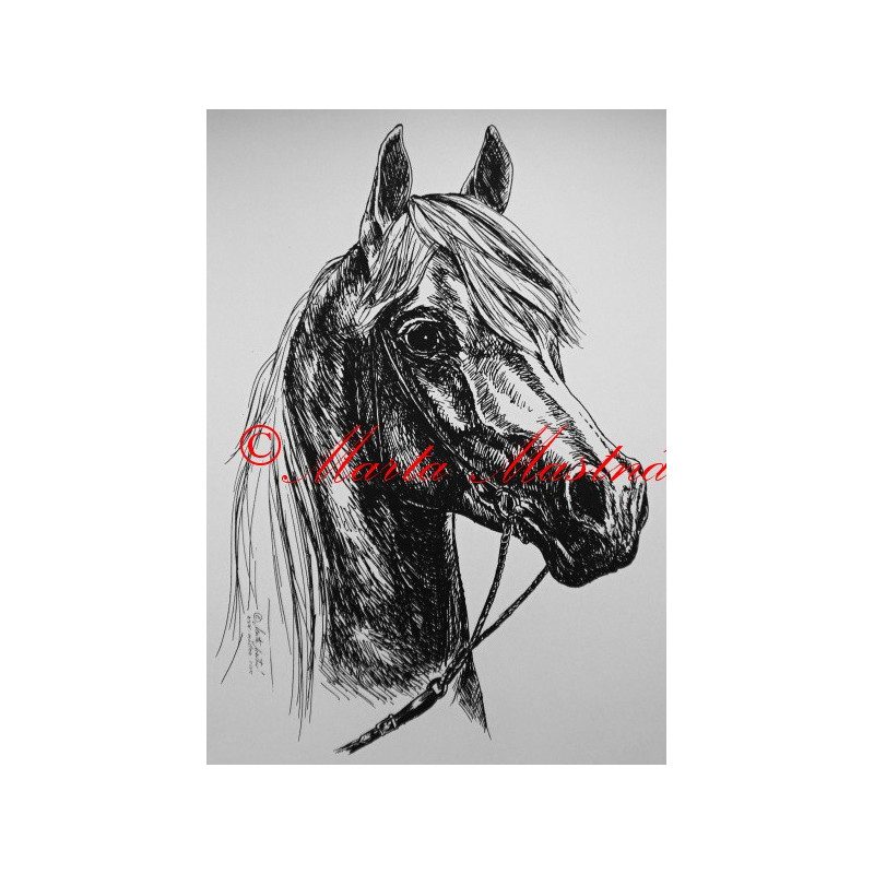 Samolepka kůň arabský