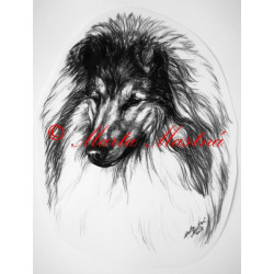 Skotský ovčák - kolie