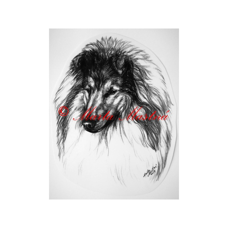 Skotský ovčák - kolie