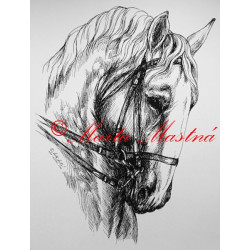 Samolepka kůň kladrubský