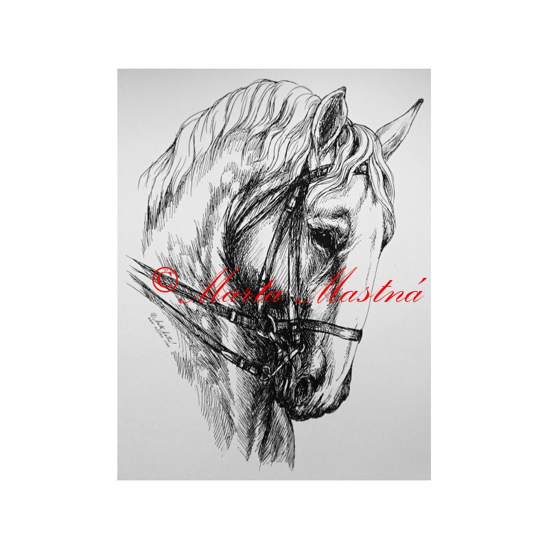 Samolepka kůň kladrubský