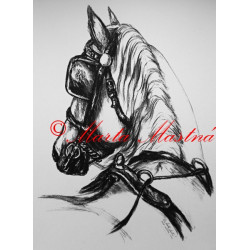 Samolepka kůň kladrubský