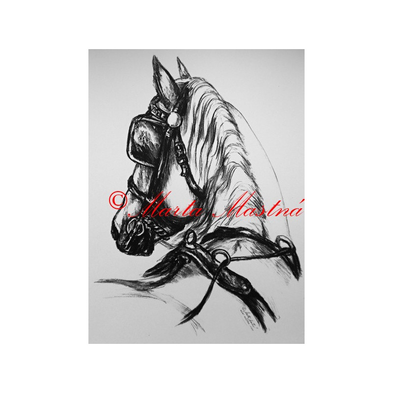 Samolepka kůň kladrubský