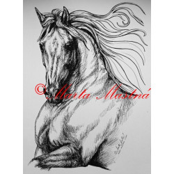 Samolepka kůň andaluzan, pura raza espaňola