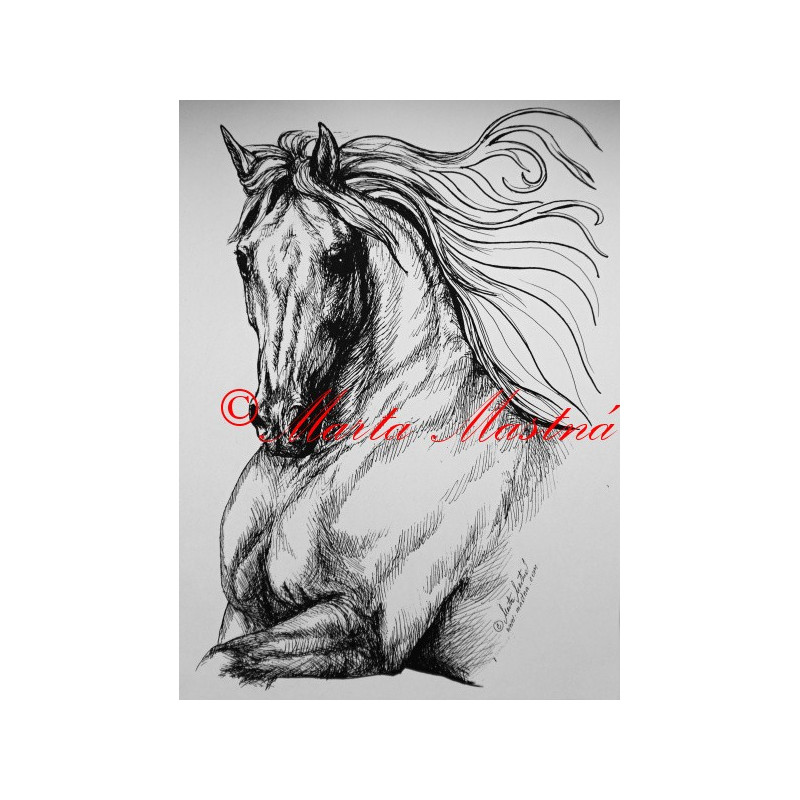 Samolepka kůň andaluzan, pura raza espaňola