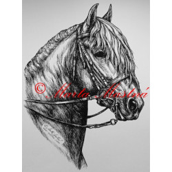 Samolepka kůň frís