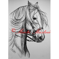 Samolepka kůň andaluzan, pura raza espaňola