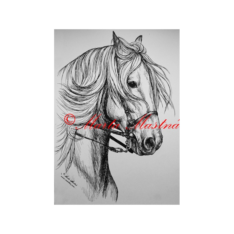 Samolepka kůň andaluzan, pura raza espaňola