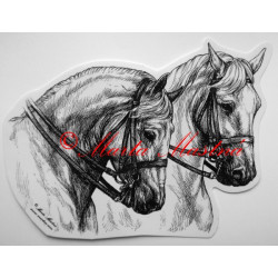 Samolepka kůň kladrubský, lipicán