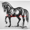 Samolepka kůň teplokrevník