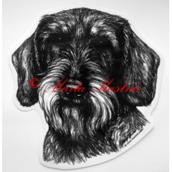 Jezevčík drsnosrstý