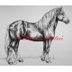 Samolepka kůň chladnokrevník, českomoravský belgik