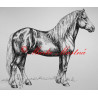 Samolepka kůň chladnokrevník, českomoravský belgik