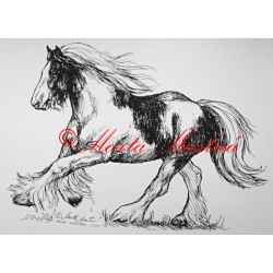 Samolepka irský cob, tinker, kůň, koně