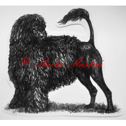 Portugalský vodní španěl