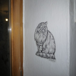 Kočka norská lesní