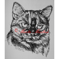 Kočka krátkosrstá želvovinová