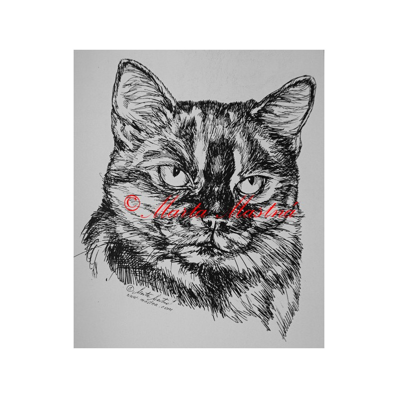 Kočka krátkosrstá želvovinová