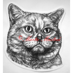 Kočka krátkosrstá