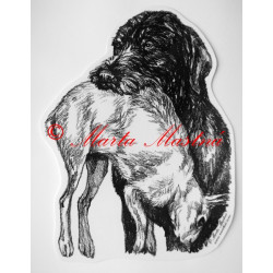 Český fousek, německý ohař