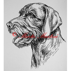 Slovenský hrubosrstý ohař