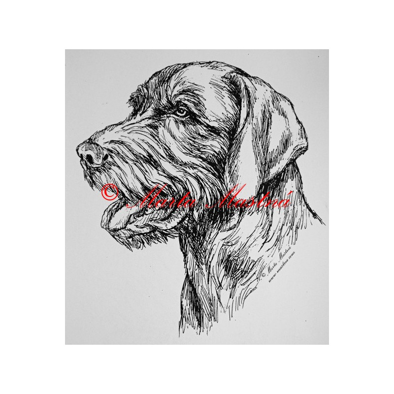 Slovenský hrubosrstý ohař