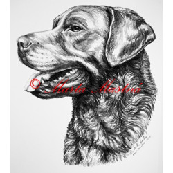 Chesepeake bay retriever