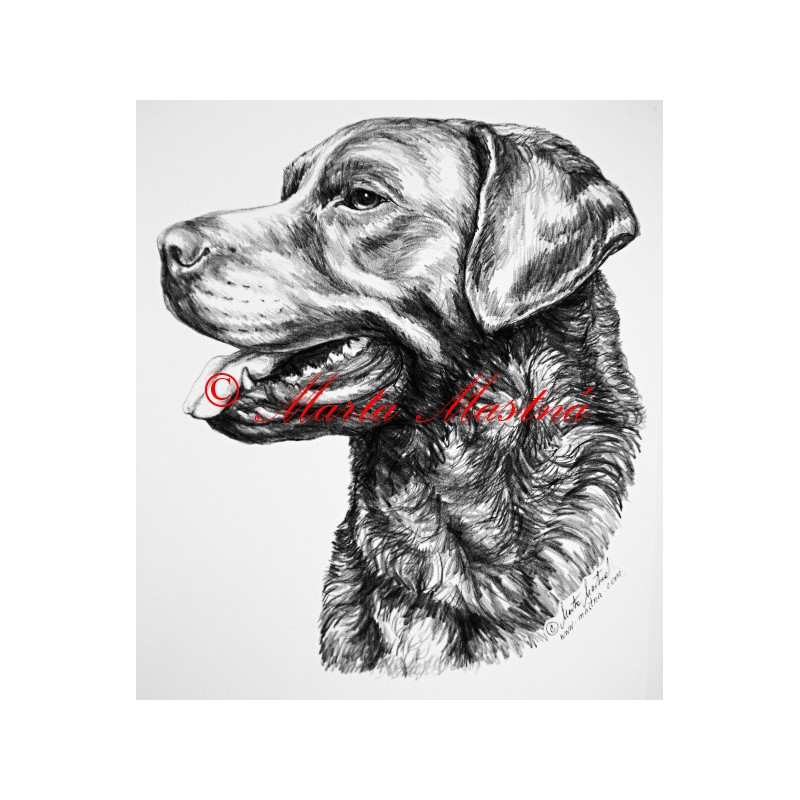 Chesepeake bay retriever