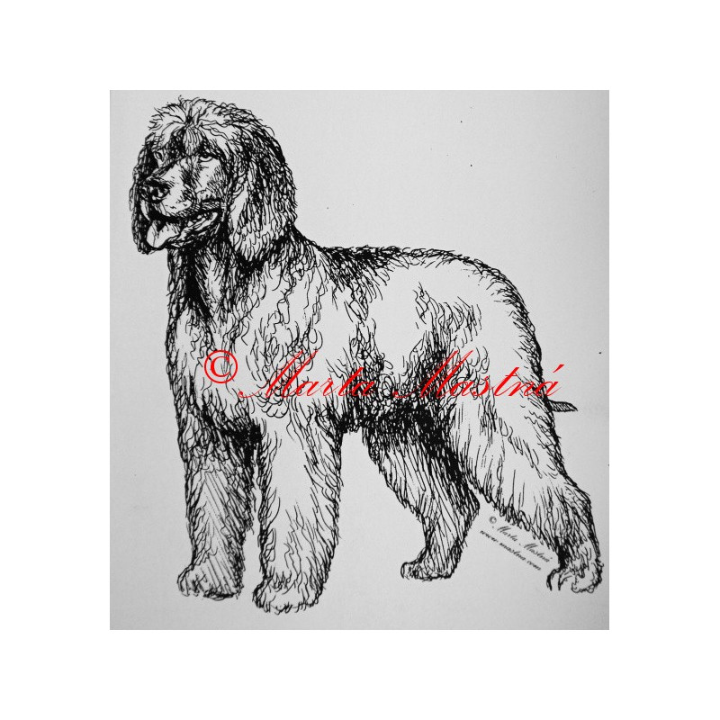 Irský vodní španěl