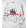 Coton de Tulear