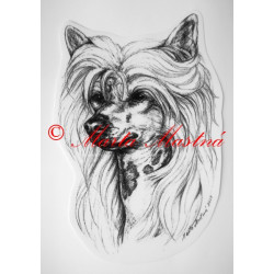 Čínský chocholatý pes