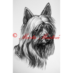 Australský silky teriér