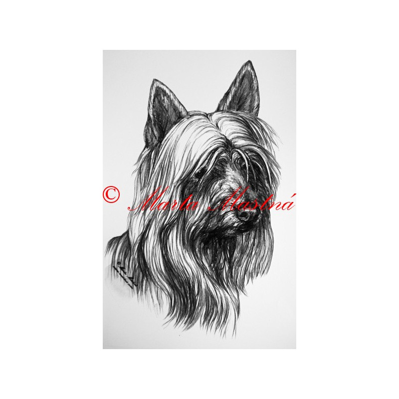 Australský silky teriér