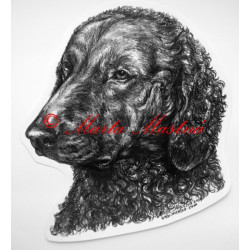 Curly coated retrívr